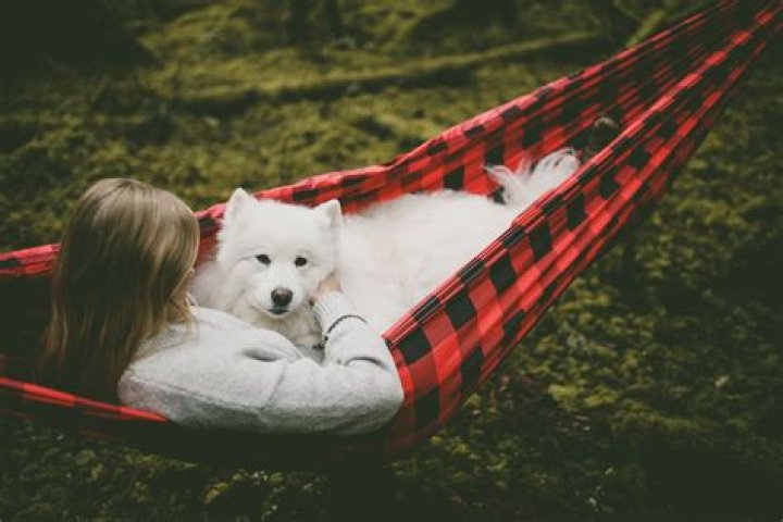 A Journey Into Laughter And Canine Connection