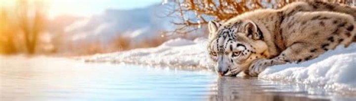 A Journey Into Wildlife Conservation
