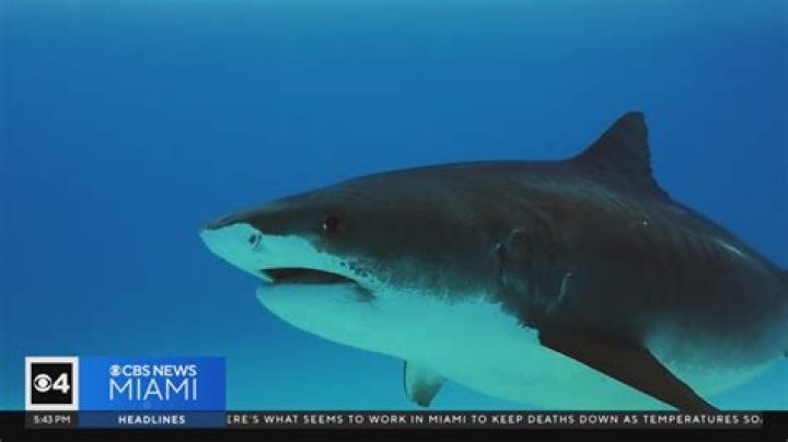 Does Miami have bull sharks? |