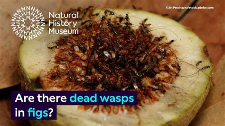 Is a Fig a Dead Wasp? The Surprising Truth Behind the Sweet Fruit