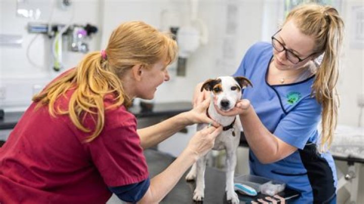 Unlocking The Secrets Of Affordable Veterinary Care With Charm City Vet