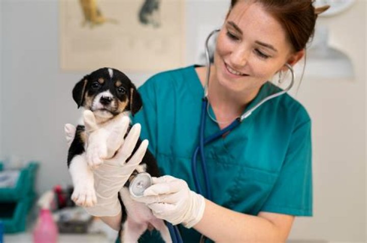 Unlocking The Secrets Of Animal Care With Dr. Tom Veterinarian